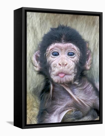 Barbary Macaque (Macaca sylvanus) newborn baby, sticking tongue out, Gibraltar-Andrew Forsyth-Framed Stretched Canvas