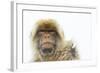 Barbary Macaque (Macaca Sylvanus) Portrait, Gibraltar Nature Reserve, Gibraltar, June-Edwin Giesbers-Framed Photographic Print