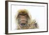 Barbary Macaque (Macaca Sylvanus) Portrait, Gibraltar Nature Reserve, Gibraltar, June-Edwin Giesbers-Framed Photographic Print