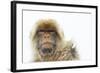 Barbary Macaque (Macaca Sylvanus) Portrait, Gibraltar Nature Reserve, Gibraltar, June-Edwin Giesbers-Framed Photographic Print