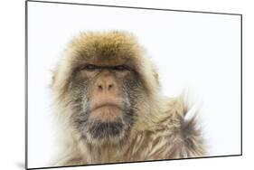 Barbary Macaque (Macaca Sylvanus) Portrait, Gibraltar Nature Reserve, Gibraltar, June-Edwin Giesbers-Mounted Photographic Print