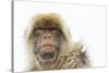 Barbary Macaque (Macaca Sylvanus) Portrait, Gibraltar Nature Reserve, Gibraltar, June-Edwin Giesbers-Stretched Canvas