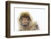 Barbary Macaque (Macaca Sylvanus) Portrait, Gibraltar Nature Reserve, Gibraltar, June-Edwin Giesbers-Framed Photographic Print