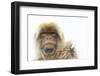 Barbary Macaque (Macaca Sylvanus) Portrait, Gibraltar Nature Reserve, Gibraltar, June-Edwin Giesbers-Framed Photographic Print