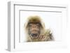 Barbary Macaque (Macaca Sylvanus) Portrait, Gibraltar Nature Reserve, Gibraltar, June-Edwin Giesbers-Framed Photographic Print