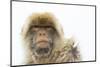 Barbary Macaque (Macaca Sylvanus) Portrait, Gibraltar Nature Reserve, Gibraltar, June-Edwin Giesbers-Mounted Photographic Print