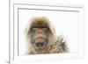 Barbary Macaque (Macaca Sylvanus) Portrait, Gibraltar Nature Reserve, Gibraltar, June-Edwin Giesbers-Framed Photographic Print