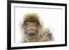 Barbary Macaque (Macaca Sylvanus) Portrait, Gibraltar Nature Reserve, Gibraltar, June-Edwin Giesbers-Framed Photographic Print