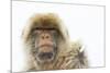 Barbary Macaque (Macaca Sylvanus) Portrait, Gibraltar Nature Reserve, Gibraltar, June-Edwin Giesbers-Mounted Photographic Print