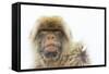 Barbary Macaque (Macaca Sylvanus) Portrait, Gibraltar Nature Reserve, Gibraltar, June-Edwin Giesbers-Framed Stretched Canvas