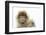 Barbary Macaque (Macaca Sylvanus) Portrait, Gibraltar Nature Reserve, Gibraltar, June-Edwin Giesbers-Framed Premium Photographic Print