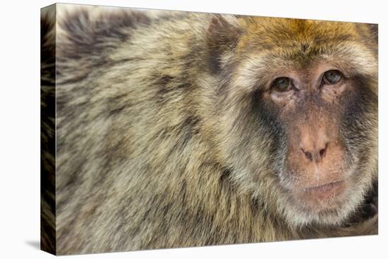 Barbary Macaque (Macaca Sylvanus) Portrait, Gibraltar Nature Reserve, Gibraltar, June-Edwin Giesbers-Stretched Canvas