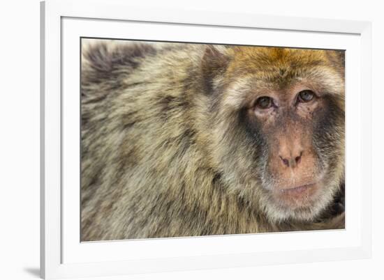 Barbary Macaque (Macaca Sylvanus) Portrait, Gibraltar Nature Reserve, Gibraltar, June-Edwin Giesbers-Framed Photographic Print