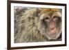 Barbary Macaque (Macaca Sylvanus) Portrait, Gibraltar Nature Reserve, Gibraltar, June-Edwin Giesbers-Framed Photographic Print