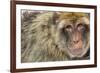 Barbary Macaque (Macaca Sylvanus) Portrait, Gibraltar Nature Reserve, Gibraltar, June-Edwin Giesbers-Framed Photographic Print