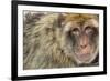 Barbary Macaque (Macaca Sylvanus) Portrait, Gibraltar Nature Reserve, Gibraltar, June-Edwin Giesbers-Framed Photographic Print