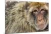 Barbary Macaque (Macaca Sylvanus) Portrait, Gibraltar Nature Reserve, Gibraltar, June-Edwin Giesbers-Mounted Photographic Print