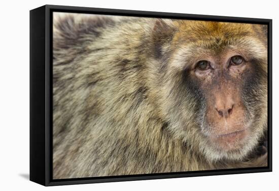 Barbary Macaque (Macaca Sylvanus) Portrait, Gibraltar Nature Reserve, Gibraltar, June-Edwin Giesbers-Framed Stretched Canvas