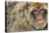 Barbary Macaque (Macaca Sylvanus) Portrait, Gibraltar Nature Reserve, Gibraltar, June-Edwin Giesbers-Stretched Canvas