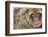 Barbary Macaque (Macaca Sylvanus) Portrait, Gibraltar Nature Reserve, Gibraltar, June-Edwin Giesbers-Framed Photographic Print