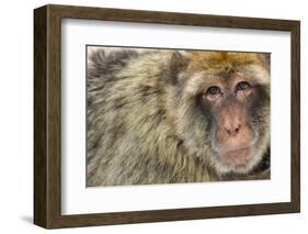 Barbary Macaque (Macaca Sylvanus) Portrait, Gibraltar Nature Reserve, Gibraltar, June-Edwin Giesbers-Framed Photographic Print