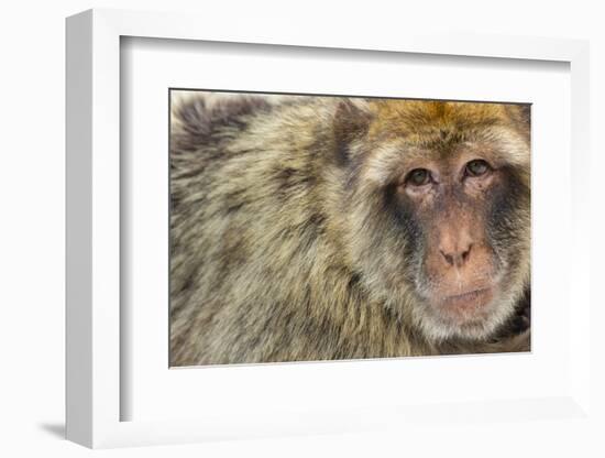 Barbary Macaque (Macaca Sylvanus) Portrait, Gibraltar Nature Reserve, Gibraltar, June-Edwin Giesbers-Framed Photographic Print