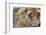 Barbary Macaque (Macaca Sylvanus) Portrait, Gibraltar Nature Reserve, Gibraltar, June-Edwin Giesbers-Framed Photographic Print