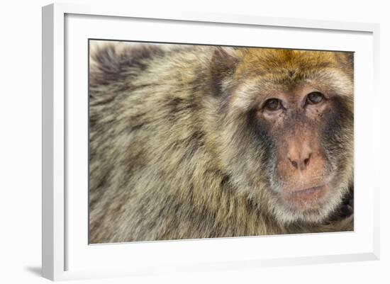 Barbary Macaque (Macaca Sylvanus) Portrait, Gibraltar Nature Reserve, Gibraltar, June-Edwin Giesbers-Framed Photographic Print