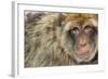 Barbary Macaque (Macaca Sylvanus) Portrait, Gibraltar Nature Reserve, Gibraltar, June-Edwin Giesbers-Framed Photographic Print