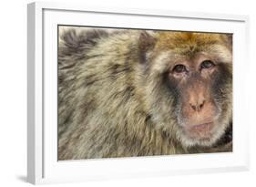 Barbary Macaque (Macaca Sylvanus) Portrait, Gibraltar Nature Reserve, Gibraltar, June-Edwin Giesbers-Framed Photographic Print