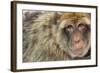 Barbary Macaque (Macaca Sylvanus) Portrait, Gibraltar Nature Reserve, Gibraltar, June-Edwin Giesbers-Framed Photographic Print