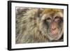 Barbary Macaque (Macaca Sylvanus) Portrait, Gibraltar Nature Reserve, Gibraltar, June-Edwin Giesbers-Framed Photographic Print