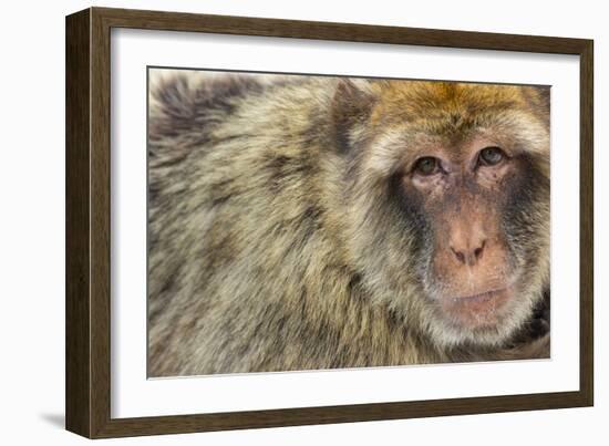 Barbary Macaque (Macaca Sylvanus) Portrait, Gibraltar Nature Reserve, Gibraltar, June-Edwin Giesbers-Framed Photographic Print