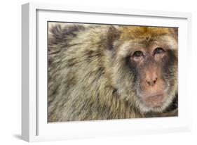 Barbary Macaque (Macaca Sylvanus) Portrait, Gibraltar Nature Reserve, Gibraltar, June-Edwin Giesbers-Framed Photographic Print