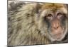 Barbary Macaque (Macaca Sylvanus) Portrait, Gibraltar Nature Reserve, Gibraltar, June-Edwin Giesbers-Mounted Photographic Print