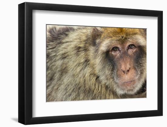Barbary Macaque (Macaca Sylvanus) Portrait, Gibraltar Nature Reserve, Gibraltar, June-Edwin Giesbers-Framed Premium Photographic Print