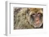 Barbary Macaque (Macaca Sylvanus) Portrait, Gibraltar Nature Reserve, Gibraltar, June-Edwin Giesbers-Framed Premium Photographic Print