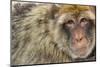 Barbary Macaque (Macaca Sylvanus) Portrait, Gibraltar Nature Reserve, Gibraltar, June-Edwin Giesbers-Mounted Premium Photographic Print