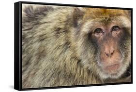 Barbary Macaque (Macaca Sylvanus) Portrait, Gibraltar Nature Reserve, Gibraltar, June-Edwin Giesbers-Framed Stretched Canvas