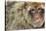 Barbary Macaque (Macaca Sylvanus) Portrait, Gibraltar Nature Reserve, Gibraltar, June-Edwin Giesbers-Stretched Canvas