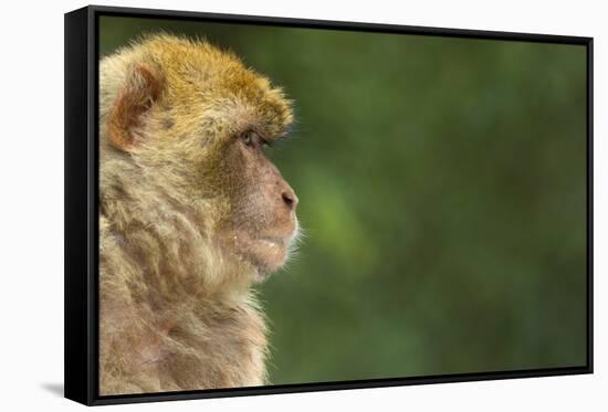Barbary Macaque (Macaca Sylvanus) Profile, Portrait, Gibraltar Nature Reserve, Gibraltar, June-Edwin Giesbers-Framed Stretched Canvas
