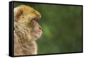 Barbary Macaque (Macaca Sylvanus) Profile, Portrait, Gibraltar Nature Reserve, Gibraltar, June-Edwin Giesbers-Framed Stretched Canvas