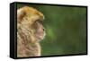 Barbary Macaque (Macaca Sylvanus) Profile, Portrait, Gibraltar Nature Reserve, Gibraltar, June-Edwin Giesbers-Framed Stretched Canvas