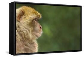 Barbary Macaque (Macaca Sylvanus) Profile, Portrait, Gibraltar Nature Reserve, Gibraltar, June-Edwin Giesbers-Framed Stretched Canvas