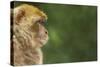 Barbary Macaque (Macaca Sylvanus) Profile, Portrait, Gibraltar Nature Reserve, Gibraltar, June-Edwin Giesbers-Stretched Canvas