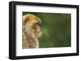 Barbary Macaque (Macaca Sylvanus) Profile, Portrait, Gibraltar Nature Reserve, Gibraltar, June-Edwin Giesbers-Framed Photographic Print