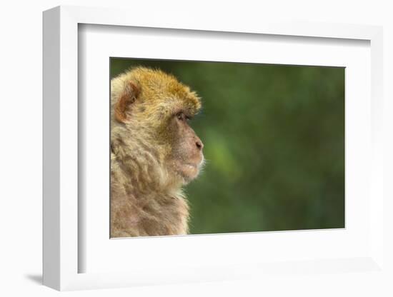 Barbary Macaque (Macaca Sylvanus) Profile, Portrait, Gibraltar Nature Reserve, Gibraltar, June-Edwin Giesbers-Framed Photographic Print