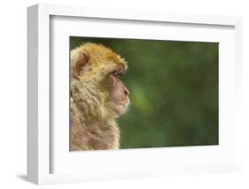 Barbary Macaque (Macaca Sylvanus) Profile, Portrait, Gibraltar Nature Reserve, Gibraltar, June-Edwin Giesbers-Framed Photographic Print