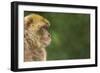 Barbary Macaque (Macaca Sylvanus) Profile, Portrait, Gibraltar Nature Reserve, Gibraltar, June-Edwin Giesbers-Framed Photographic Print