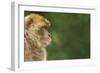 Barbary Macaque (Macaca Sylvanus) Profile, Portrait, Gibraltar Nature Reserve, Gibraltar, June-Edwin Giesbers-Framed Photographic Print